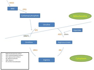 Review of Multi-Modal Imaging in Urea Cycle Disorders: The Old, the New, the Borrowed, and the Blue